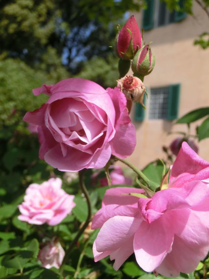 Villa Pacinotti 피스토이아 외부 사진